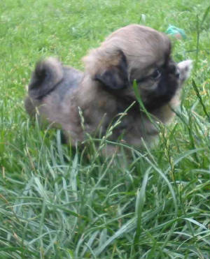 dreamer.5weeks1.site.jpg