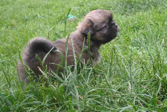 dreamer.5weeks3.site.jpg