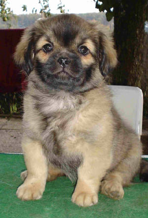 dreaml.11weeks.4.site.jpg