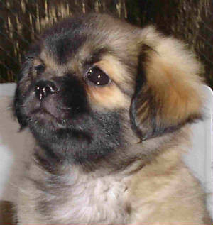 dreaml.11weeks.6.site.jpg