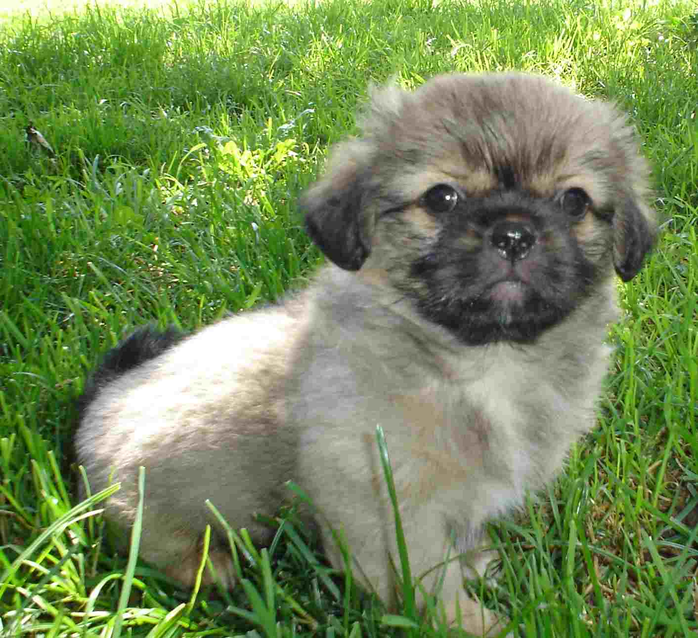 0dreamer.8weeks.2site.jpg