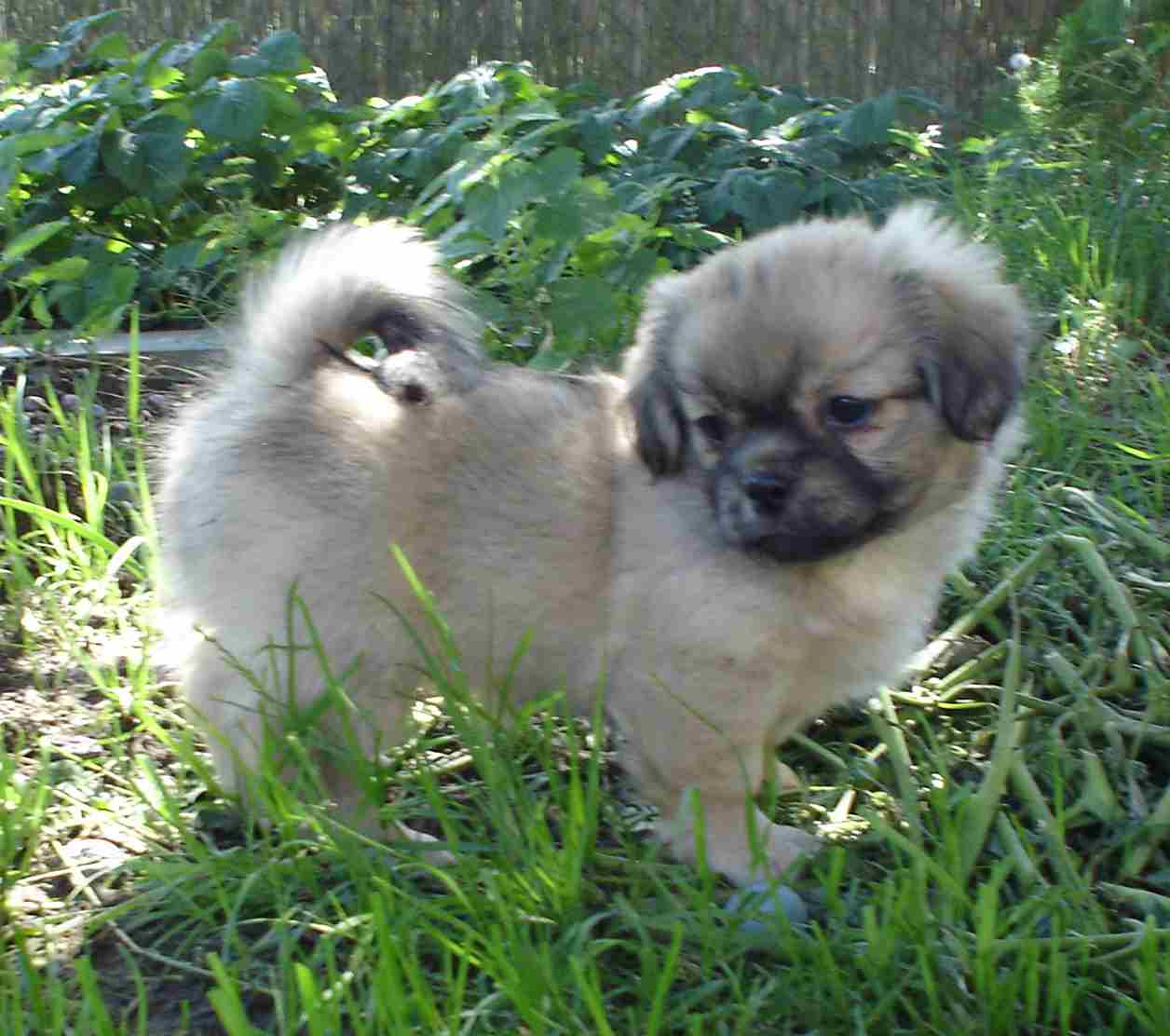 0tamtam.10weeks1.jpg
